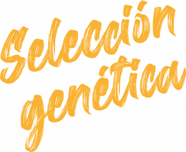 seleccion-genetica-texto